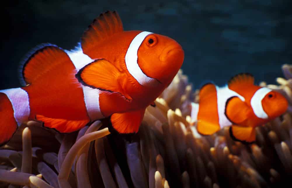 La Maravillosa Fauna Marina: Explorando las Profundidades del Océano